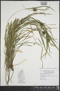 Carex intumescens var. intumescens image