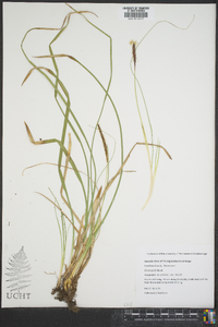 Carex picta image