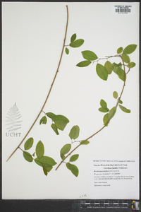 Berchemia scandens image