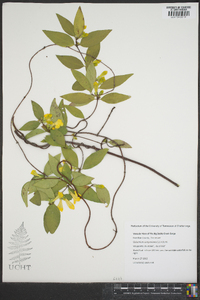 Gelsemium sempervirens image