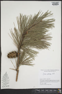 Pinus echinata image