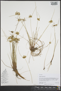 Cyperus flavescens image