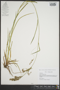 Scirpus pendulus image