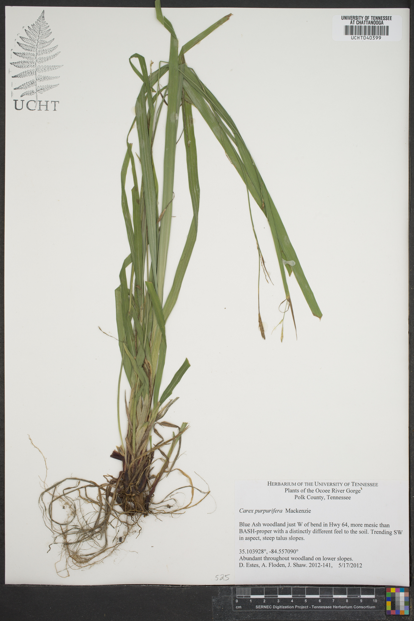 Carex purpurifera image