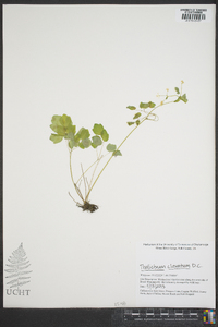 Thalictrum clavatum image