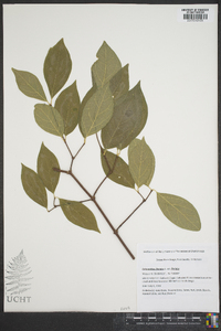 Calycanthus floridus image