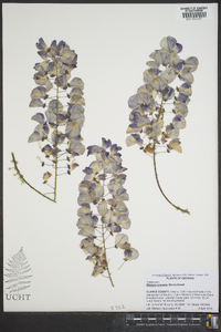 Wisteria sinensis image