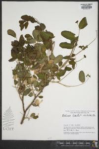 Robinia hispida var. hispida image