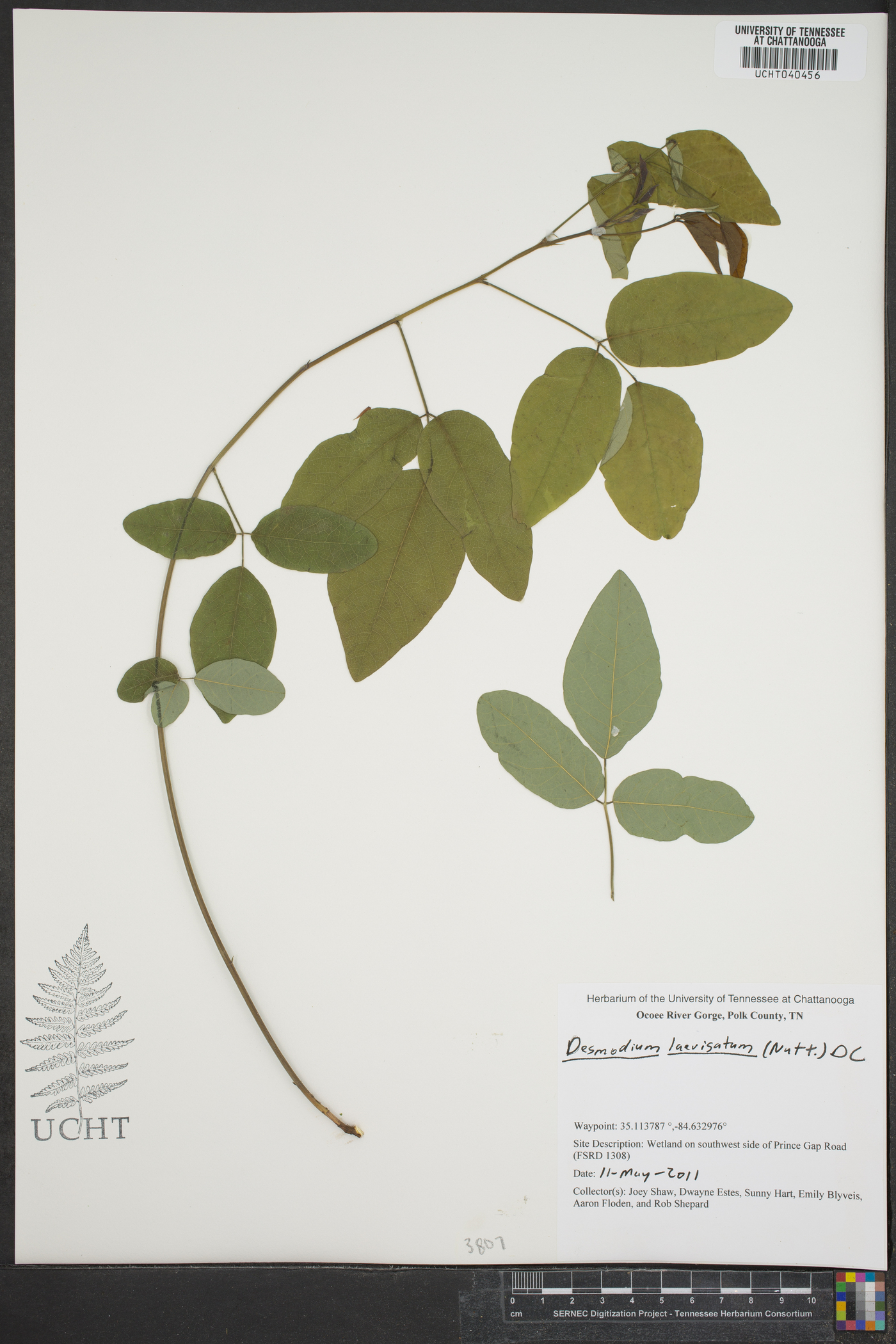 Desmodium laevigatum image