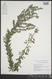 Lespedeza cuneata image