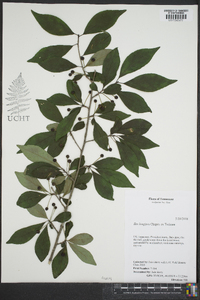 Ilex longipes image