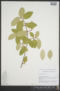 Elaeagnus pungens image