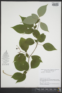 Cornus alternifolia image