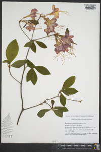 Rhododendron calendulaceum image