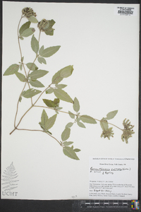 Pycnanthemum curvipes image