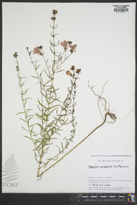 Agalinis purpurea image