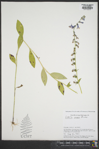 Lobelia amoena image