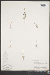 Houstonia pusilla image