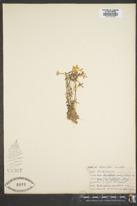 Houstonia serpyllifolia image