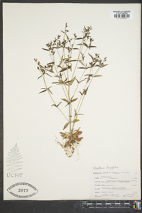 Houstonia tenuifolia image