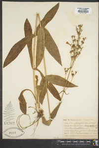 Penstemon laevigatus image