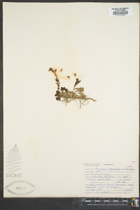 Penstemon menziesii image