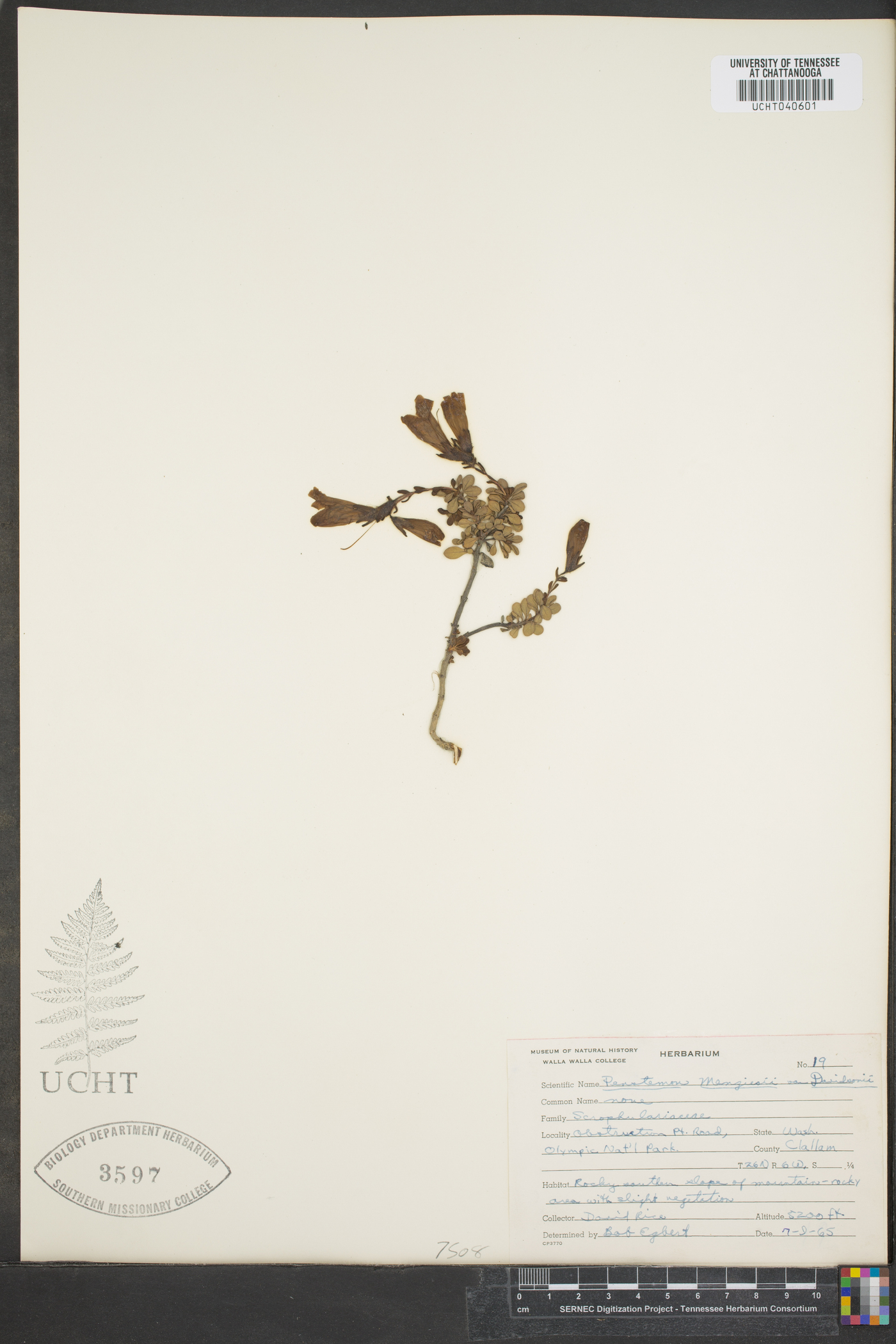 Penstemon menziesii image