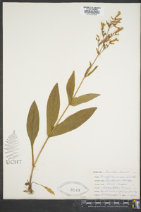 Penstemon pallidus image