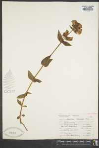 Penstemon serrulatus image