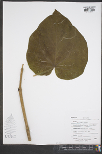 Paulownia tomentosa image