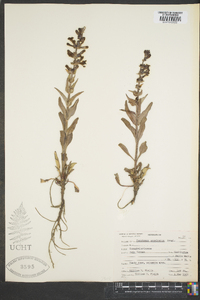 Penstemon acuminatus image