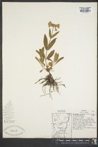 Penstemon globosus image