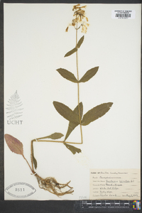 Penstemon hirsutus image