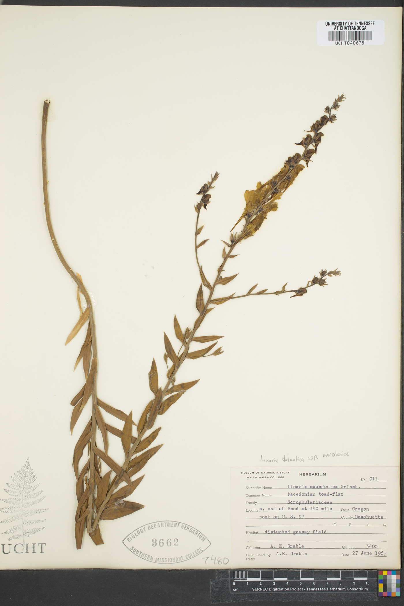 Linaria dalmatica subsp. macedonica image