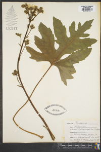 Silphium compositum image