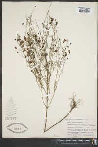 Agalinis linifolia image