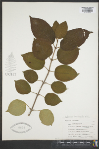 Viburnum lantanoides image