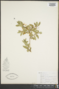 Lonicera canadensis image