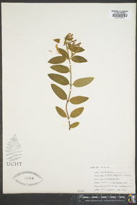 Lonicera canadensis image