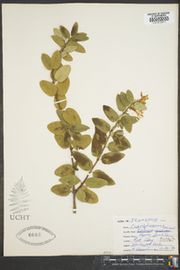 Lonicera canadensis image