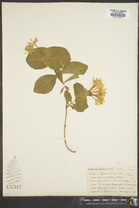 Lonicera flava image