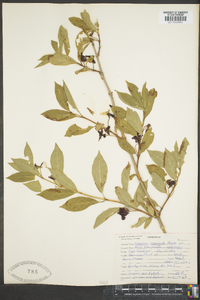 Lonicera involucrata image