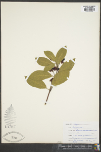 Lonicera involucrata image