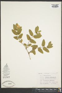 Lonicera tatarica image