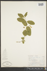 Lonicera utahensis image