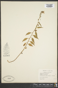 Campanulastrum americanum image