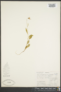 Campanula scouleri image