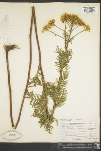 Tanacetum vulgare image