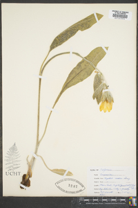 Wyethia mollis image