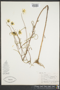 Helianthus angustifolius image